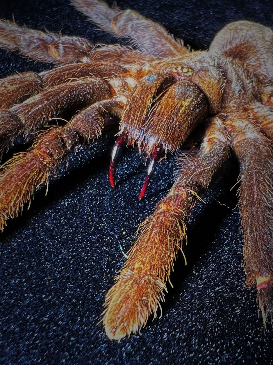 中文名:捕鸟蛛 别名:bird-eating spider 界:动物界 门:节肢动物门