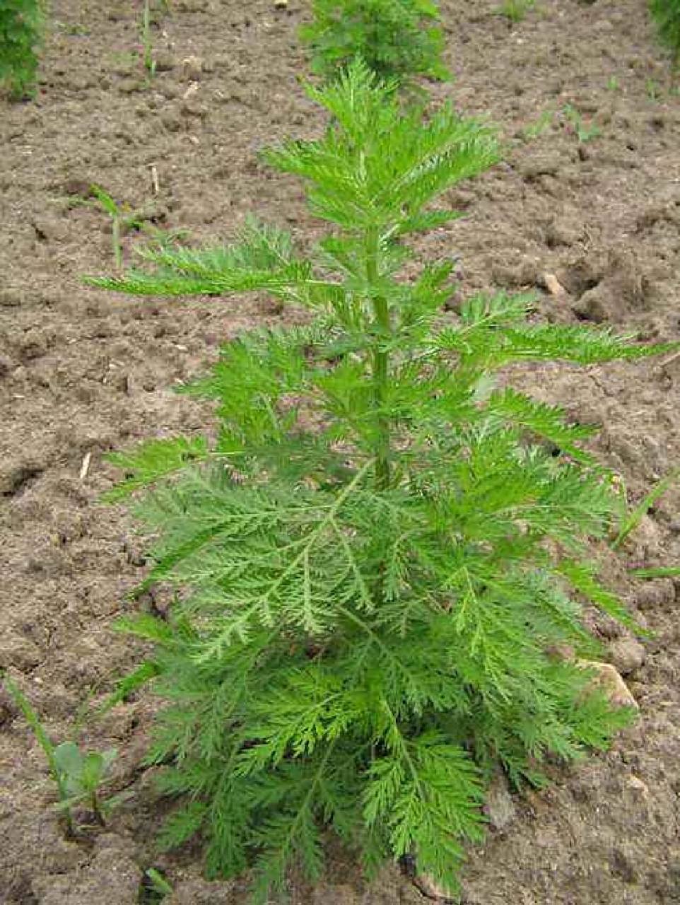 黄蒿草 黄蒿草是个好东西,可以入药,屠呦呦发现的青霉素,就是从它里面