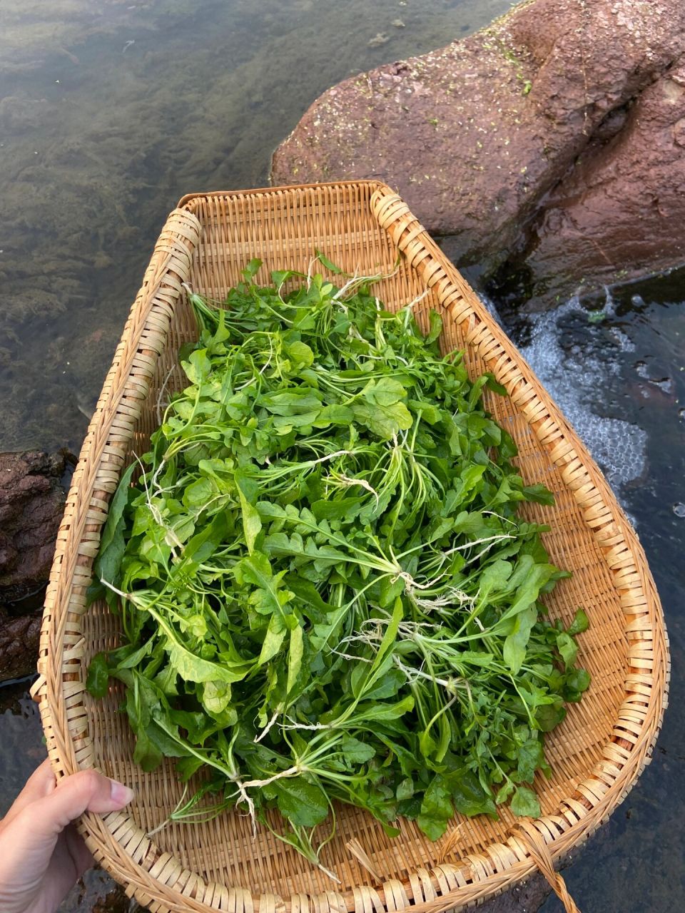 又香又嫩的野荠菜 这时候的野荠菜真是太嫩啦,回家包饺子咯