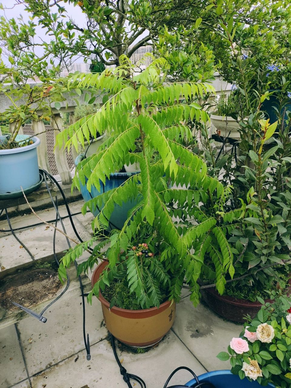 咖喱树结了咖喱果 在我家使用率极高的两棵香料树"咖喱树""月桂树"真