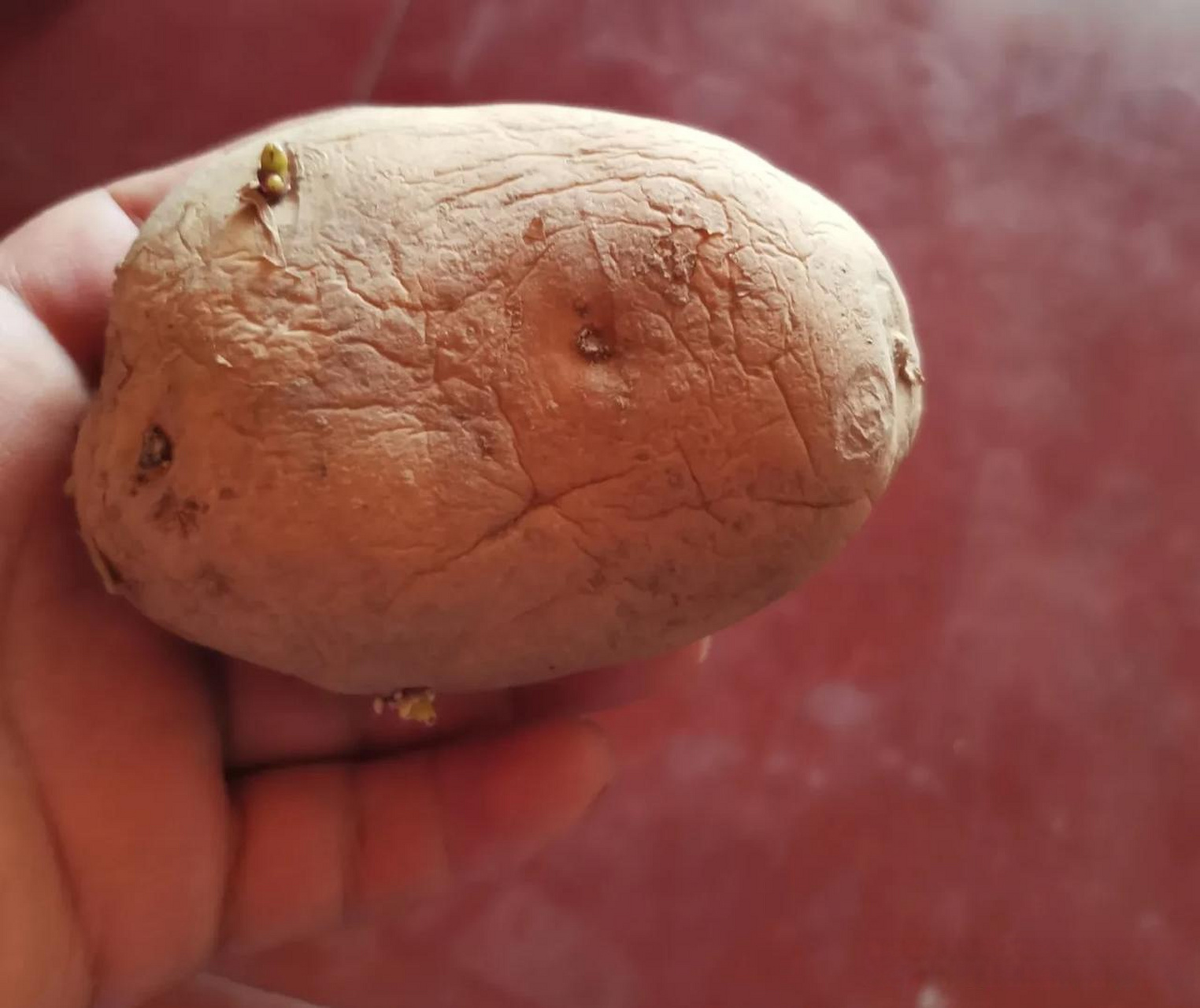 现在到了种地蛋的季节,老妈先去买了一些地蛋,放在