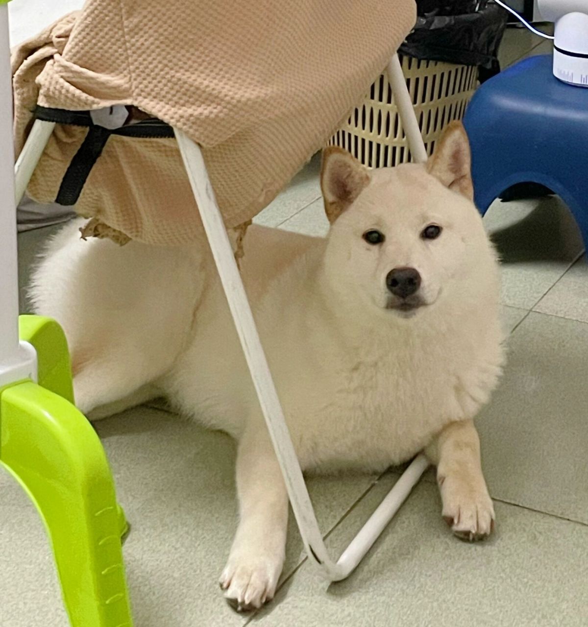 大家的柴柴一个月吃多少斤狗粮 小白桃1个月吃10斤,最近长肉长的有点