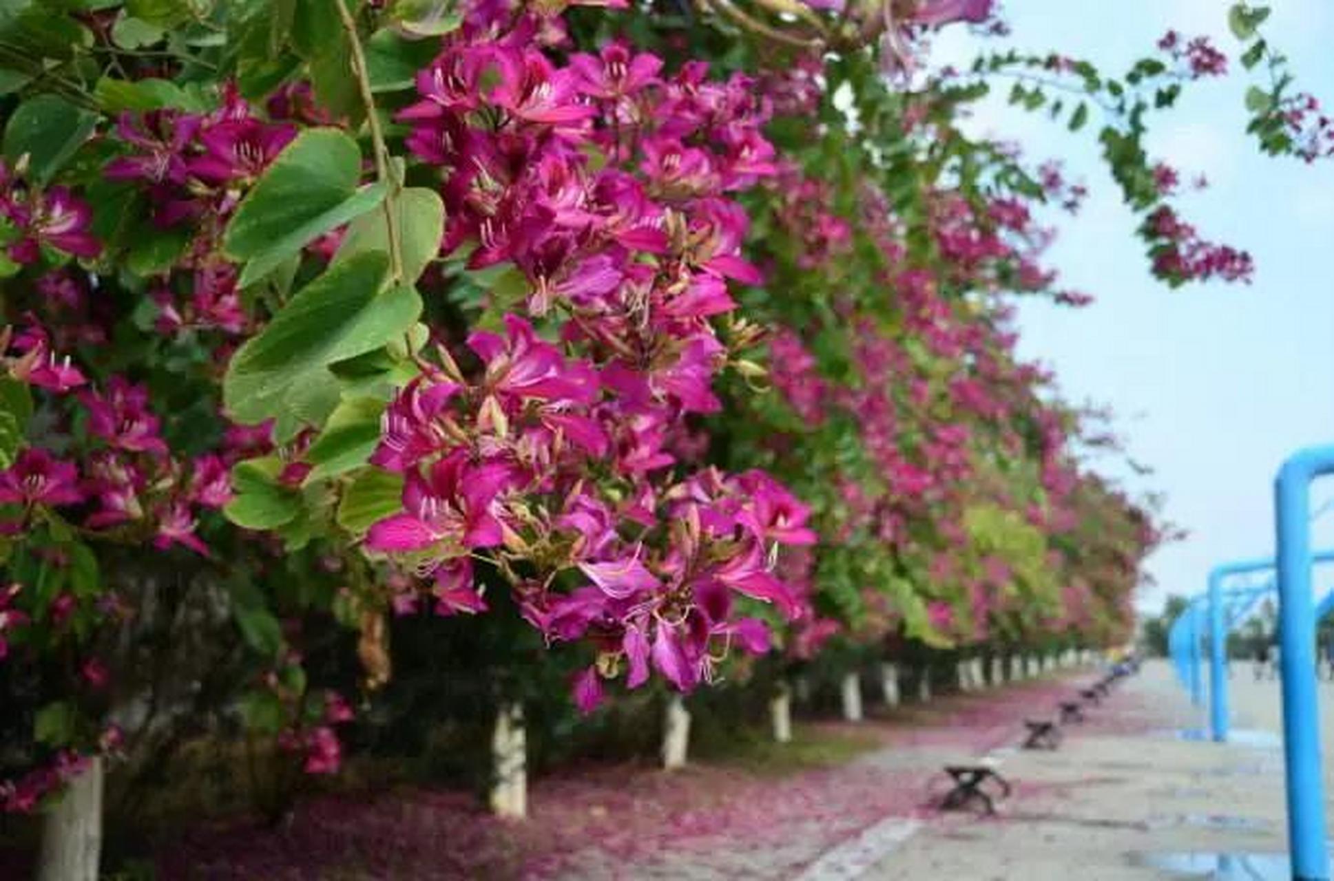 1000~1200元/棵(米径15cm)  羊蹄甲又叫洋紫荆,它的生态习性:  喜温暖