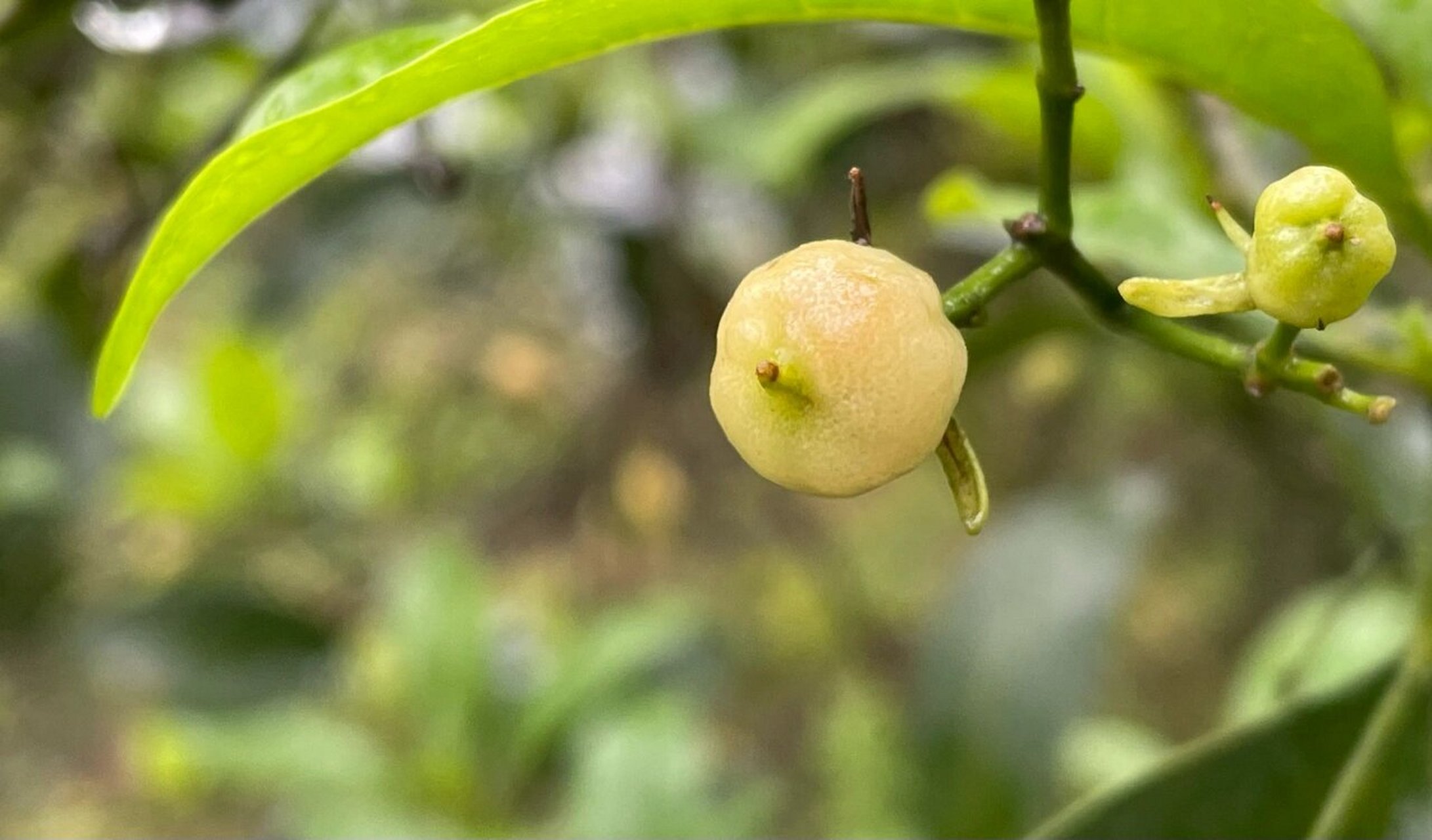 春天的山油柑果 边开花边结果科普红人打造计划
