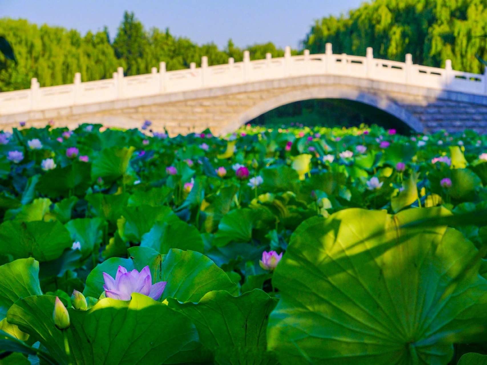 济南鲜花港最新动态图片