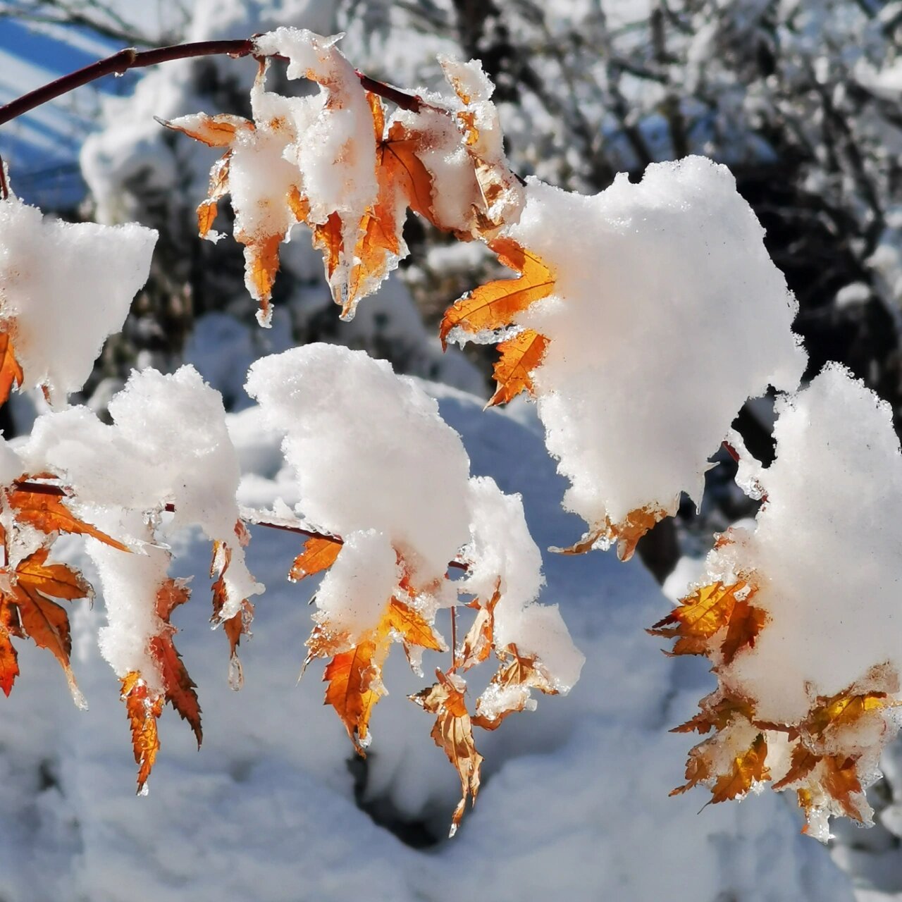 2021最美雪景图片图片