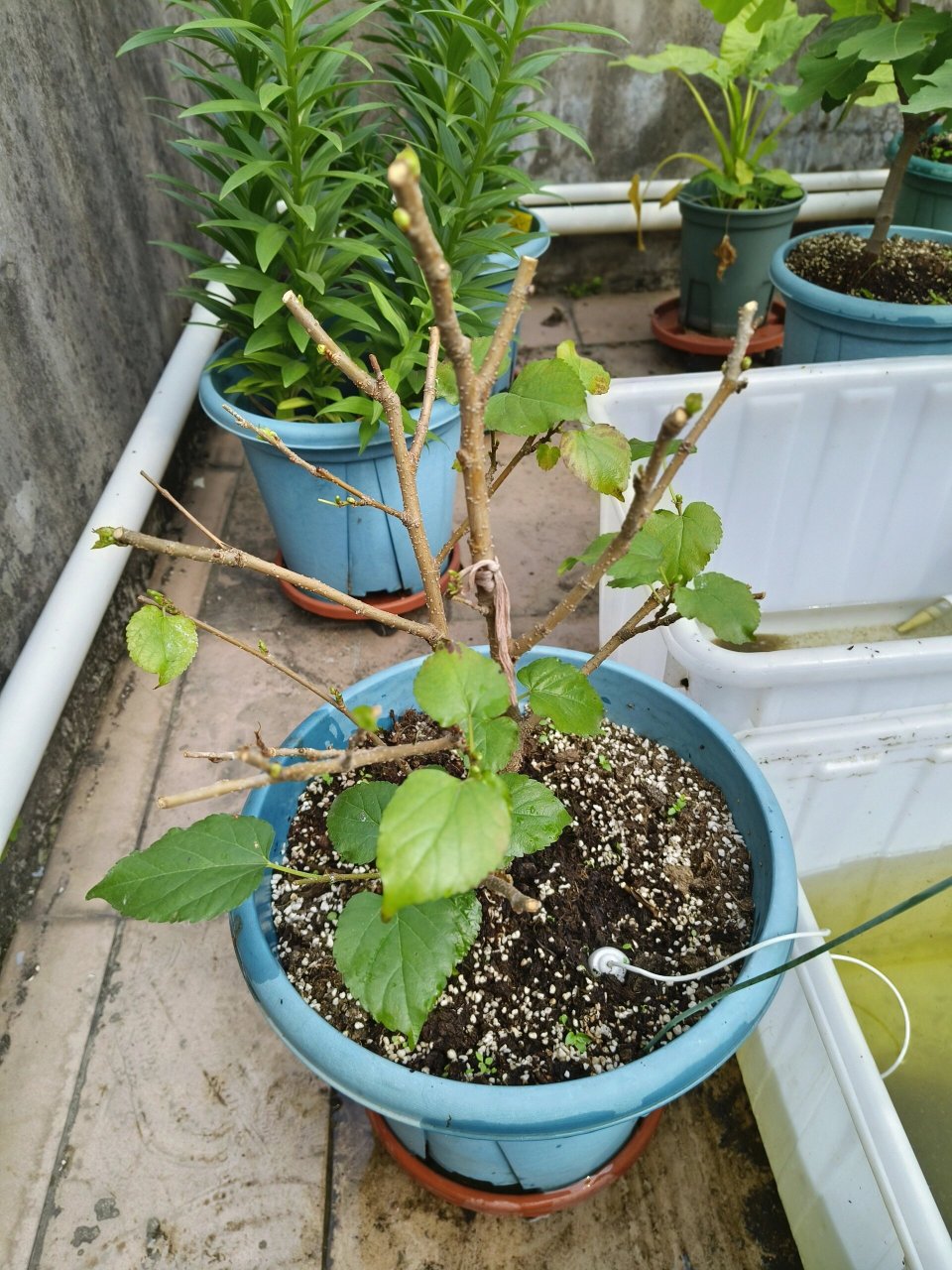 桑葚篇|吃完果子的桑葚你修剪了吗 图二是带果时候的样子 图三是吃完