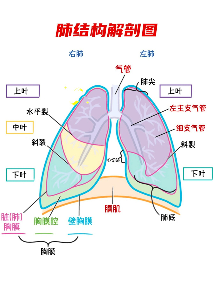 肺部的位置图图片