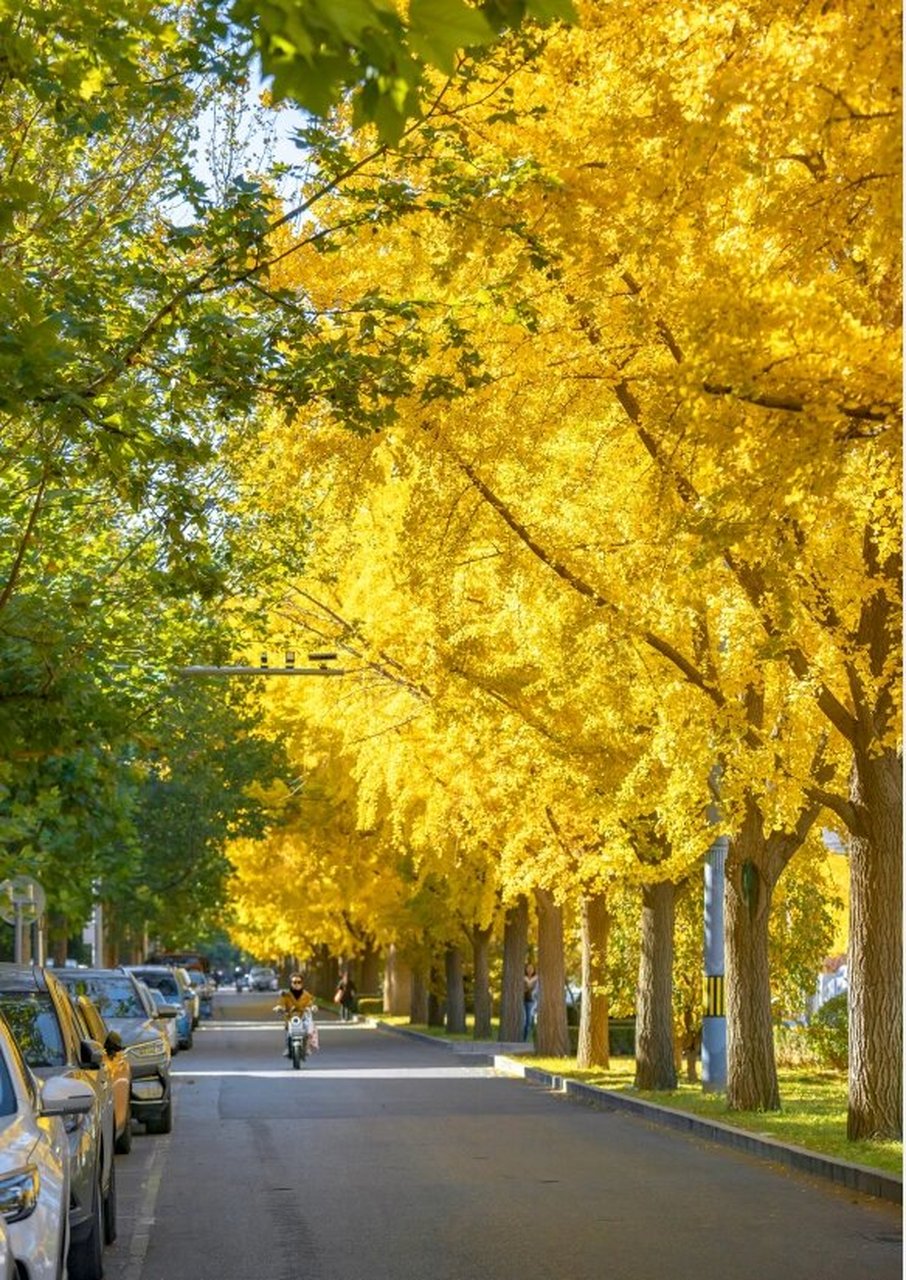「北京赏银杏最佳去处」15个最美秋景打卡地 1.