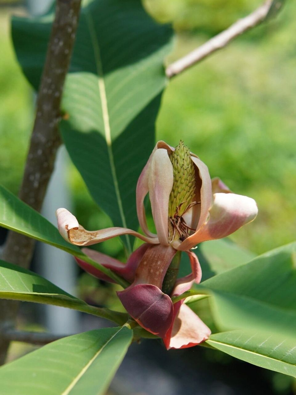 红花凹叶厚朴——花园大叶子系列 红花凹叶厚朴 magnolia officinalis