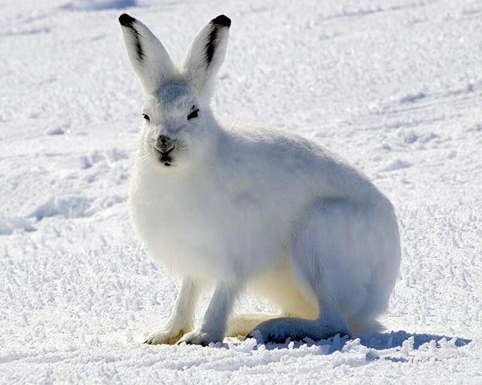阿尔卑斯山兔子图片