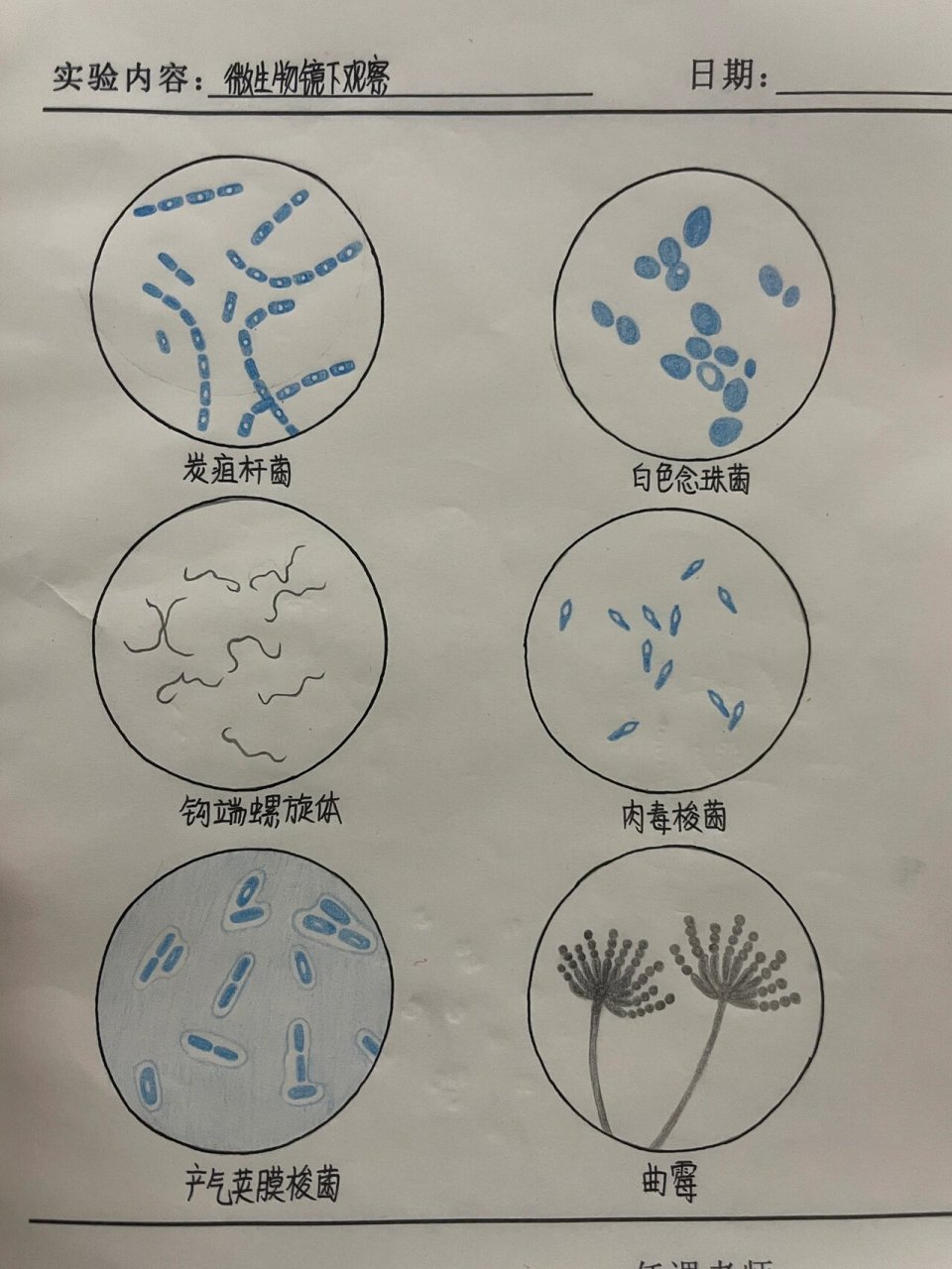 医学微生物红蓝铅笔手绘图 炭疽杆菌99 钩端螺旋体99 产气荚膜