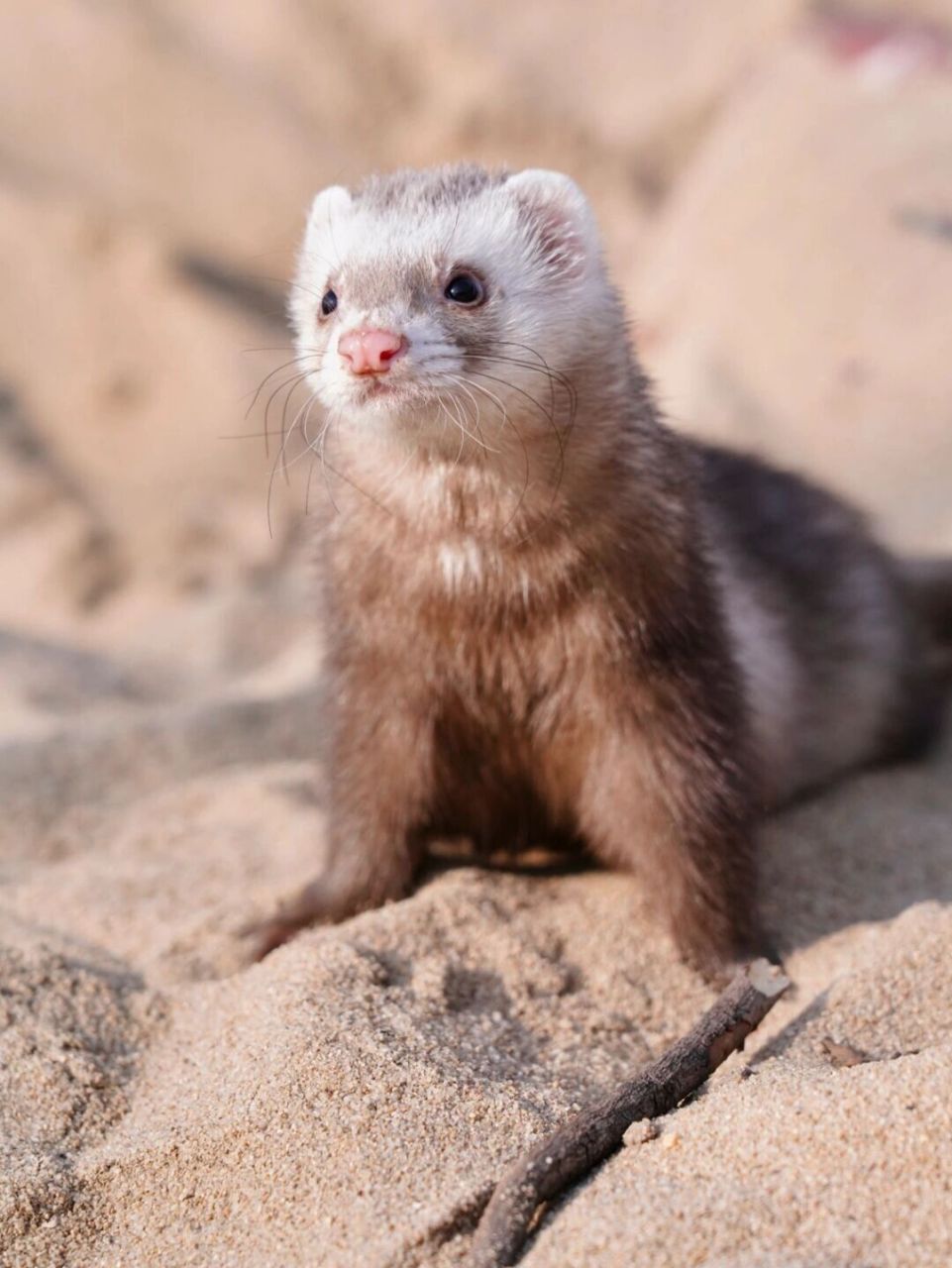 92萌宠百科|奶萌龙须糖91宠物貂新手指 家长们听说过来自丹麦的"