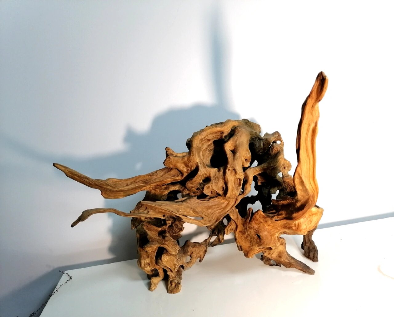 黄荆根 原色 大自然的杰作