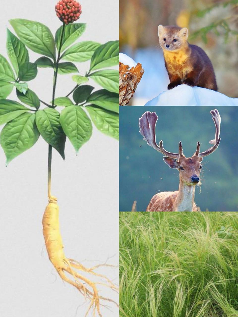 东北三宝 "东北三宝"是指中国东北地区的三种土特产,有新旧两种说法.