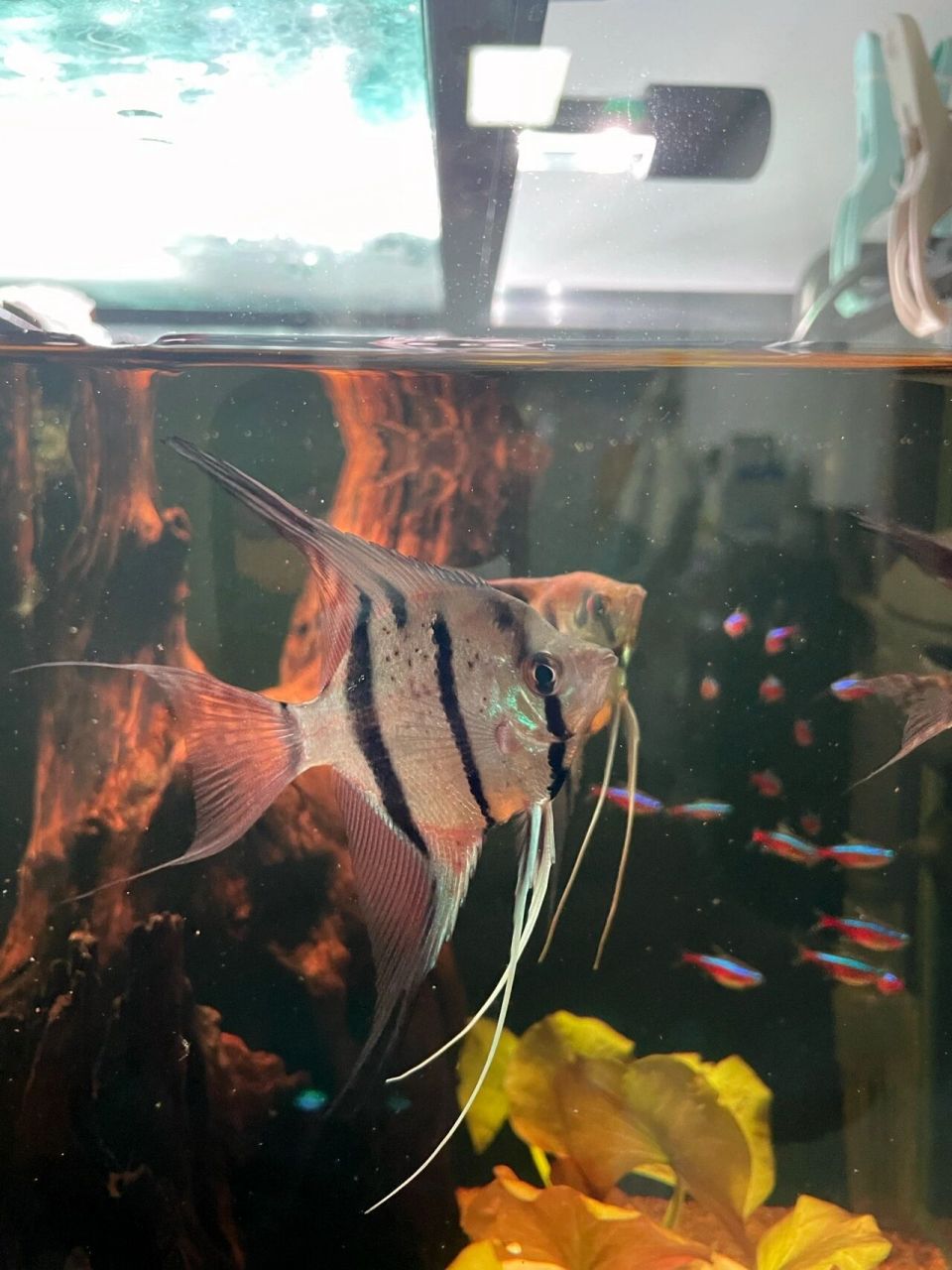 魔门斯卡-最接近埃及神仙的平替95 95名:魔门斯卡神仙鱼 别名:喷