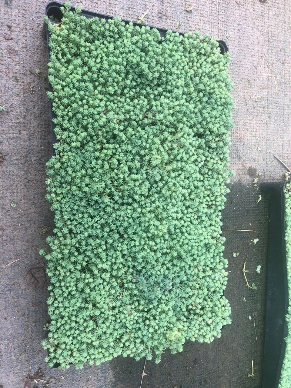 中华景天 品种名称:中华景天 别名:薄雪万年草 观赏部位:叶 中华景天