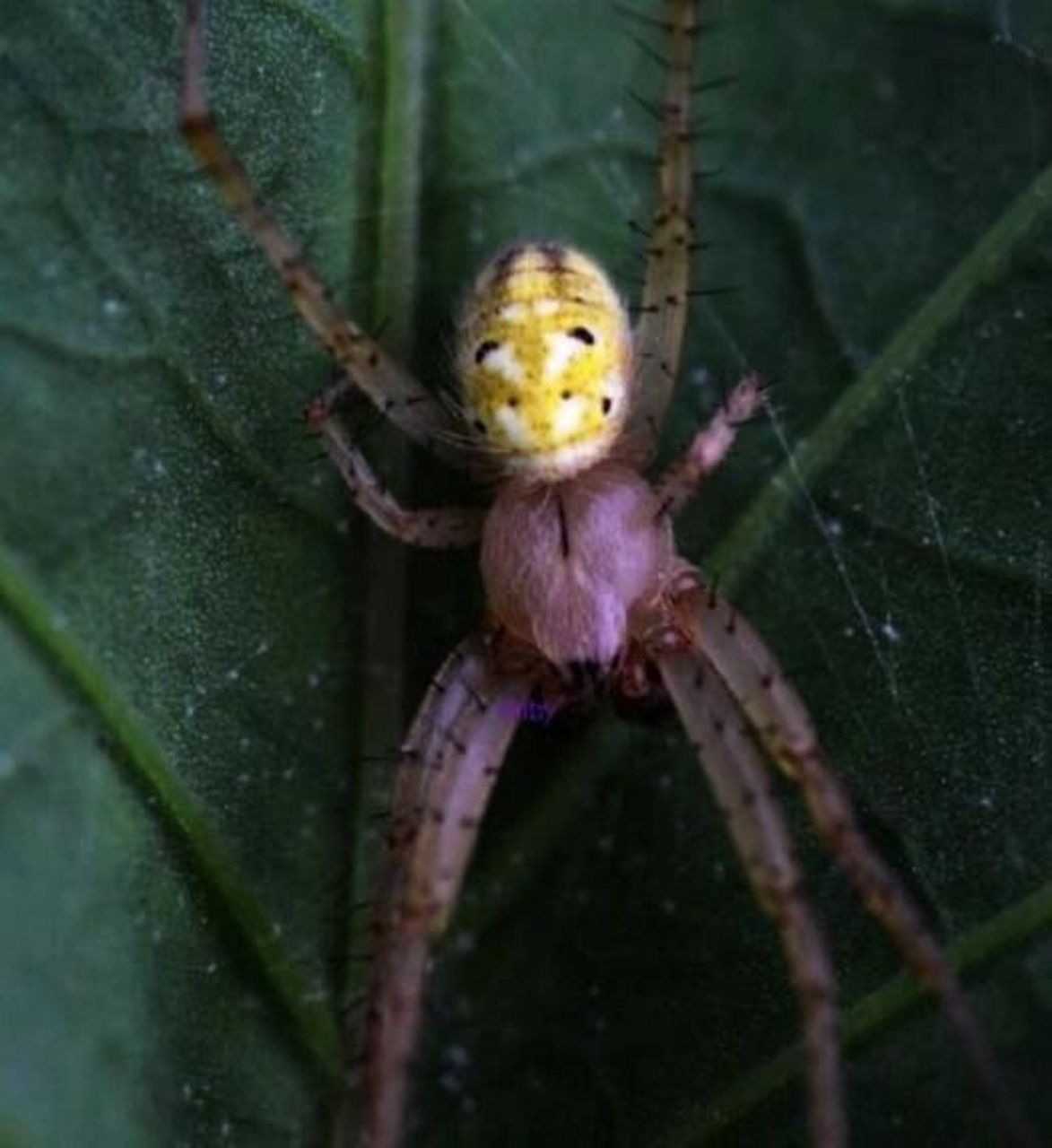 最可爱了蜘蛛| 笑脸蜘蛛 97笑脸蜘蛛是美国夏威夷群岛上一种特有的