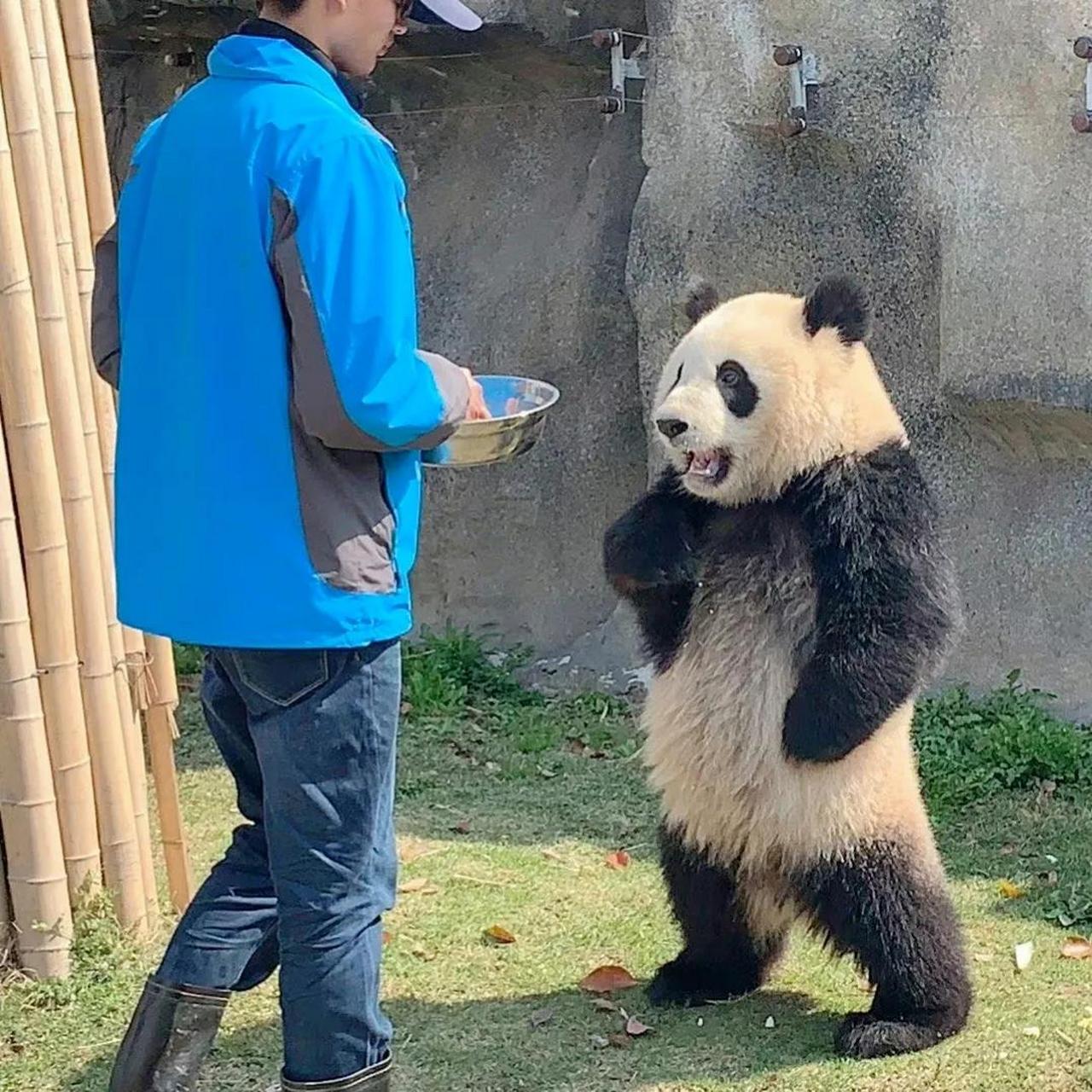 看图说话你们第一反应是什么  图一,雪宝:"还不快喂本大爷,累死我了