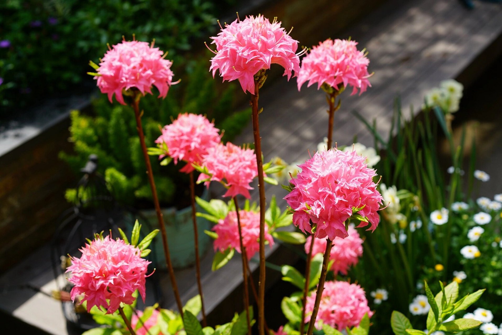 落叶杜鹃叫粉嘟嘟,又叫粉绣球,我是去年买的,从今年三月开始慢慢开花