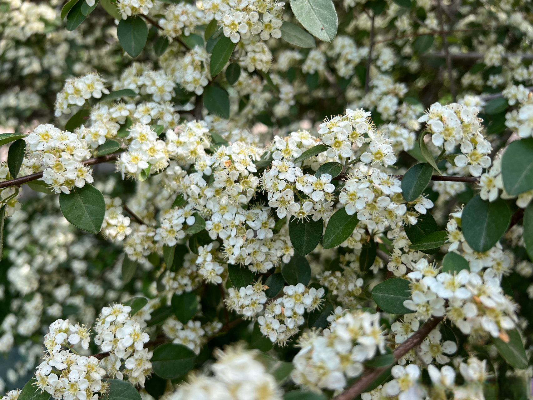 来来来,大家认识一下"多花荀子".