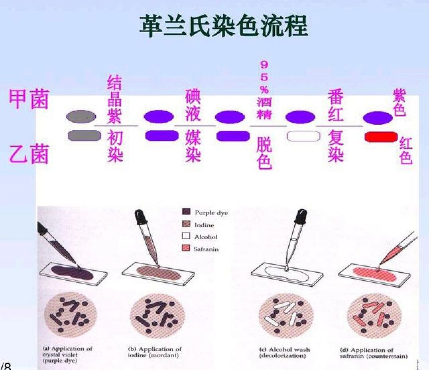 醋酸菌革兰氏染色图片