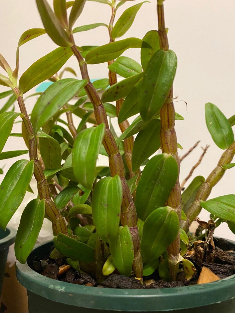 铁皮石斛,真的惊艳到我了 正宗云南红杆铁皮石斛—黑节草.