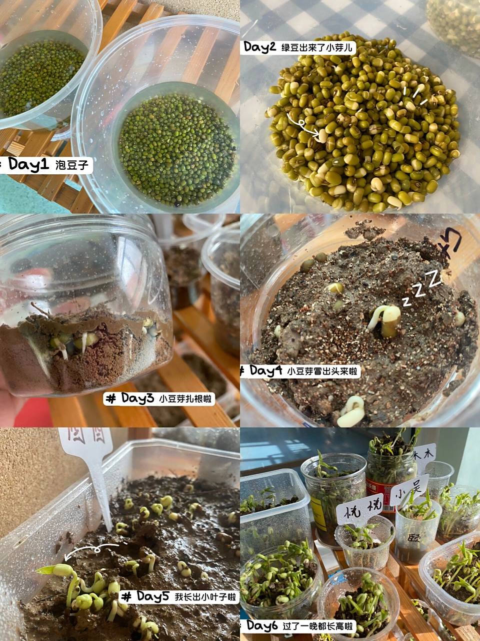 绿豆芽成长记 第16615天:准备一个碗,将饱满健康的绿豆种子放 在
