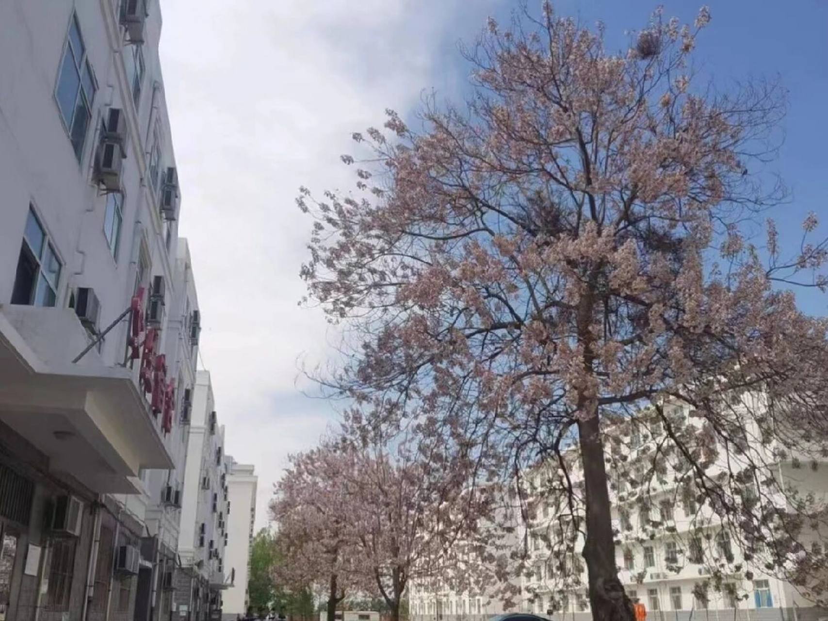 石家庄野风美术中学 野风美术中学整体来说还算不错,相比于现在的培训