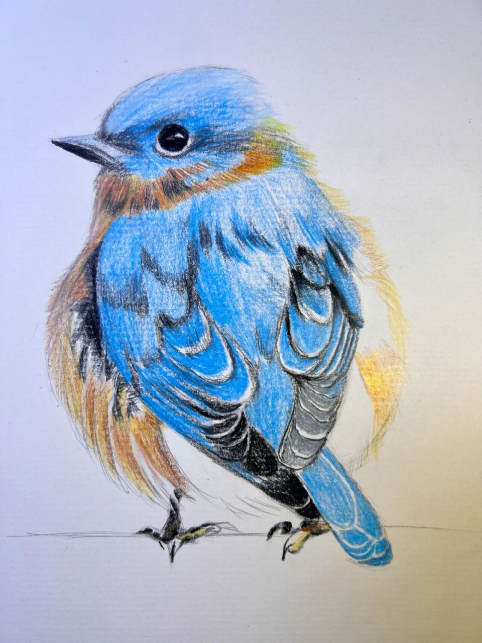 鸟类彩铅画法(附步骤图) 小鸟彩铅手绘插画 欢迎铁子们交流探讨交作业