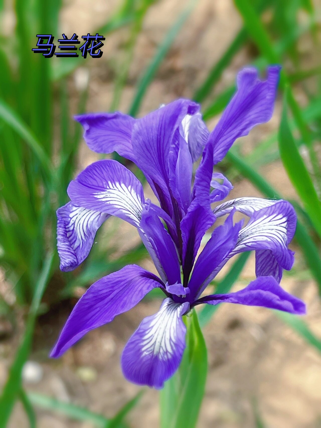 别名 紫蓝草;拉丁名 rislactea 鸢尾科 iridaceae 61