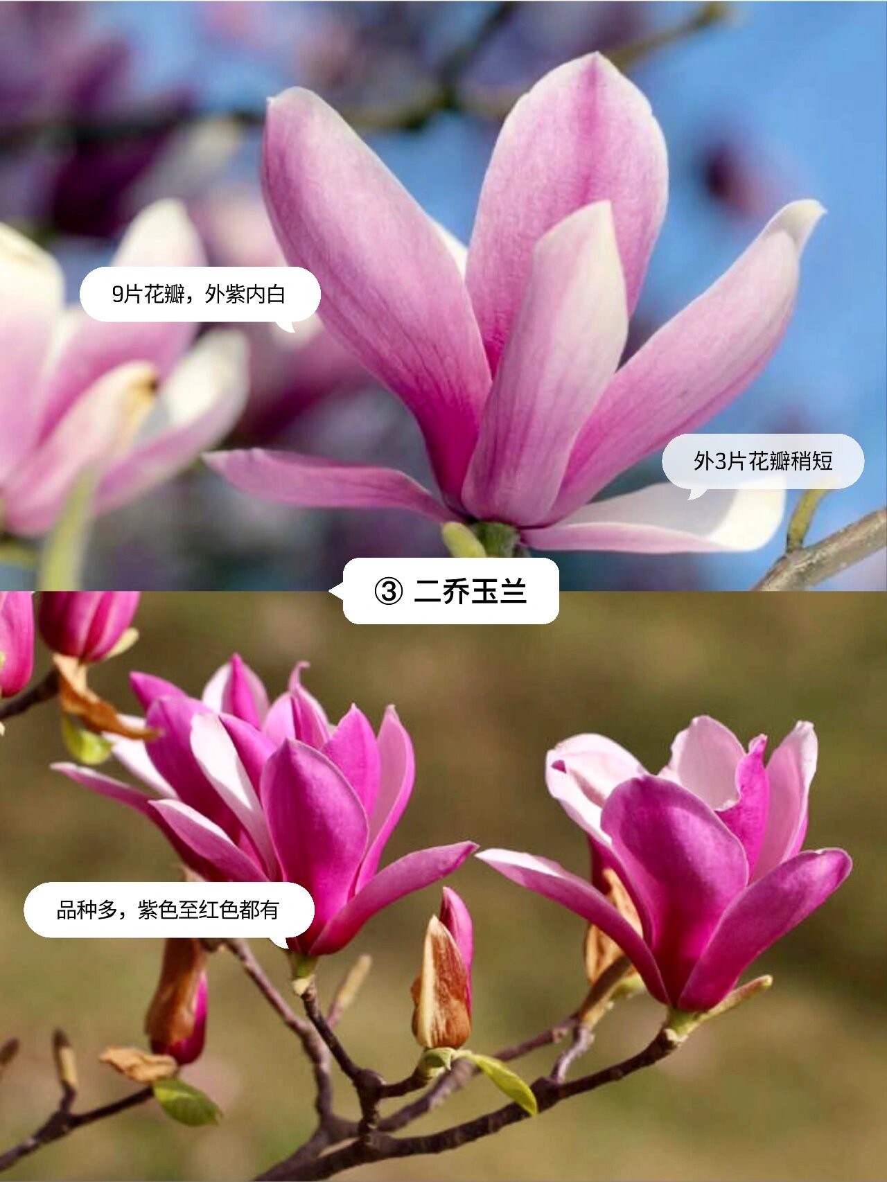 玉兰花的样子品种图片