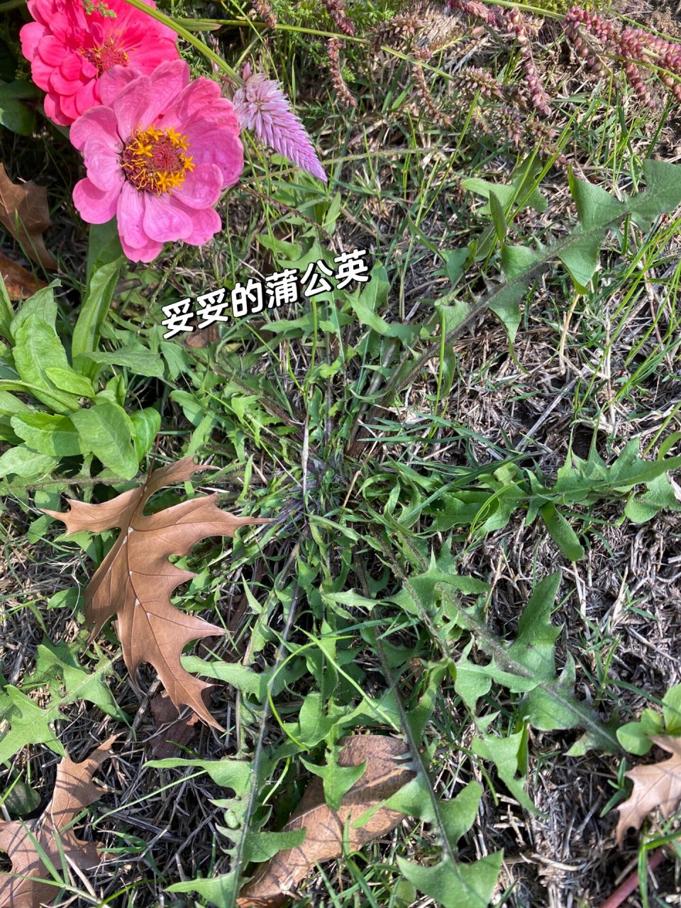 蒲公英与荠菜的区别 	 ?