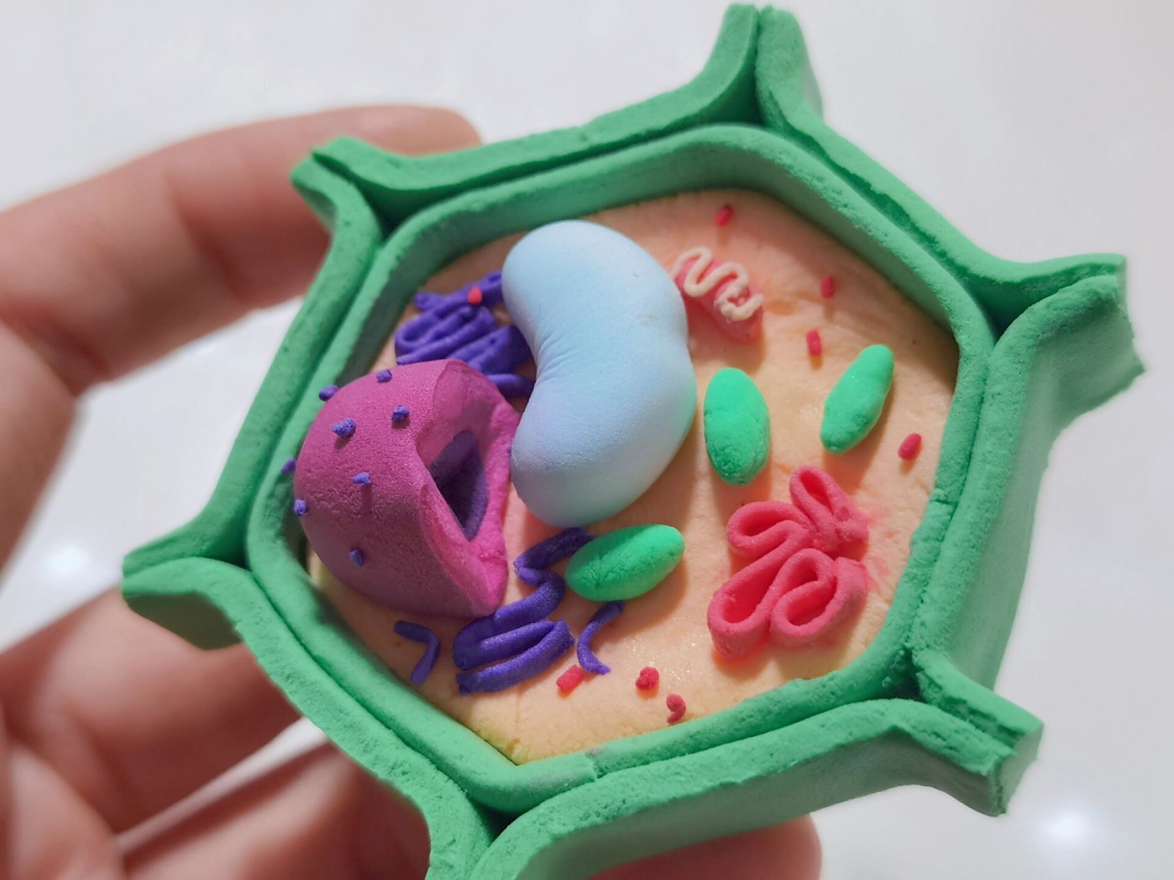 生物作业:动物细胞 植物细胞模型 娃这十一过的,又是做历史文物又是做