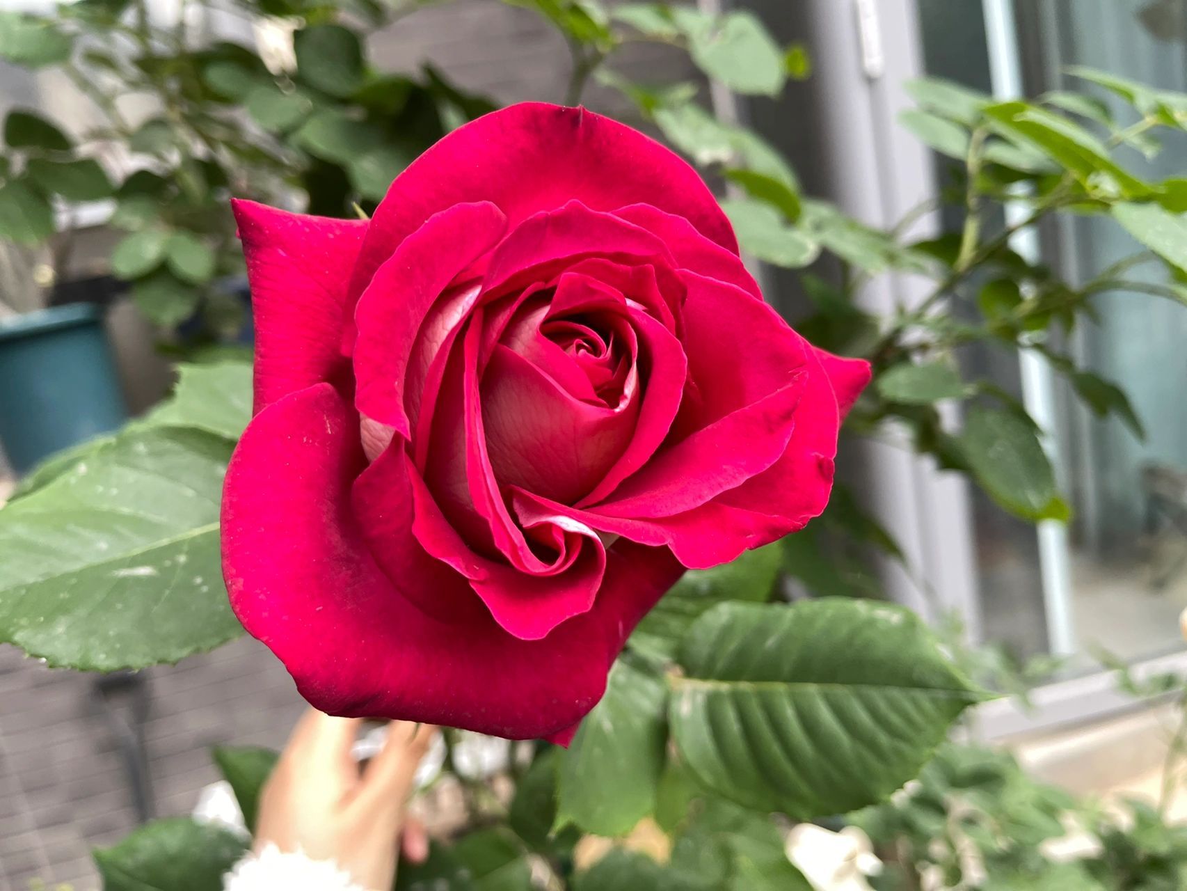 【月季】莫妮卡·贝鲁奇——问,就是绝世美 问,就是绝世大美女!