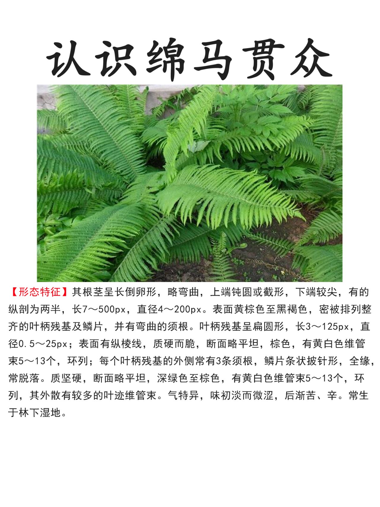 绵马贯众主治图片