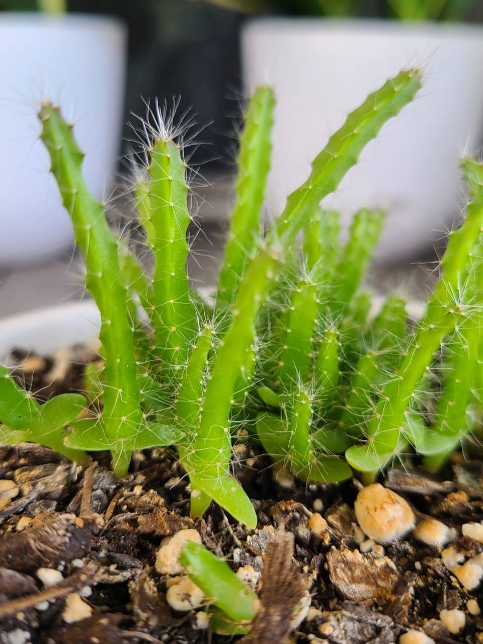 火龙果小苗 weee上网购的火龙果种出的小苗,三个多月,长成了毛茸茸的