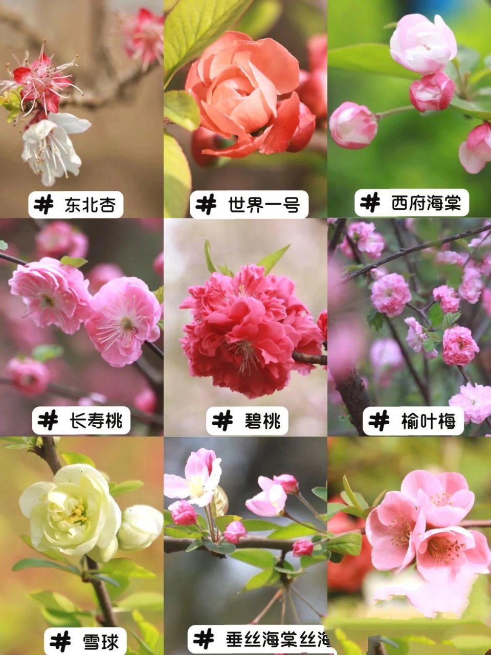 海棠花和苹果花的区别图片