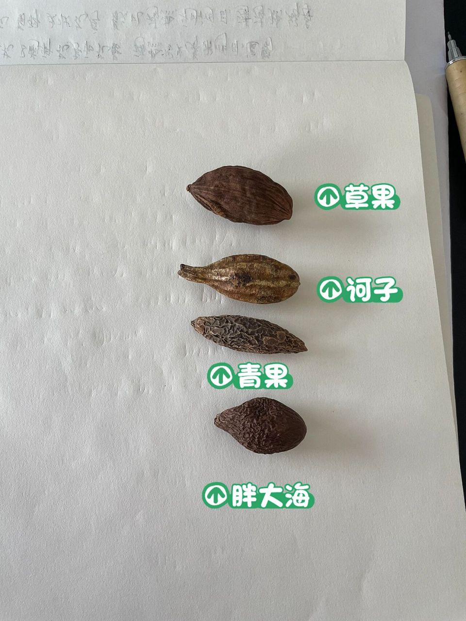 中药性状-草果 青果 诃子 胖大海