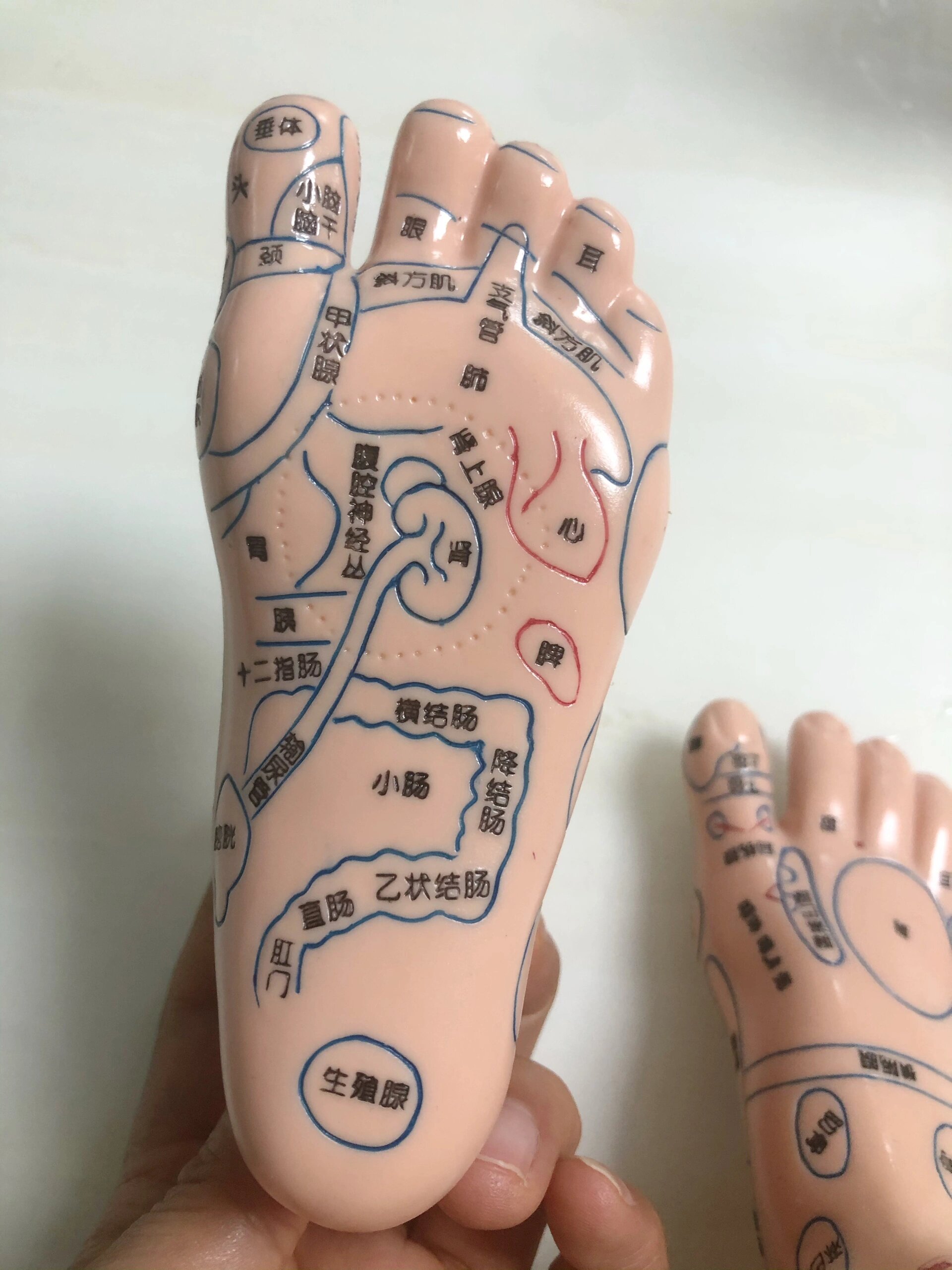 足推反射区的具体位置