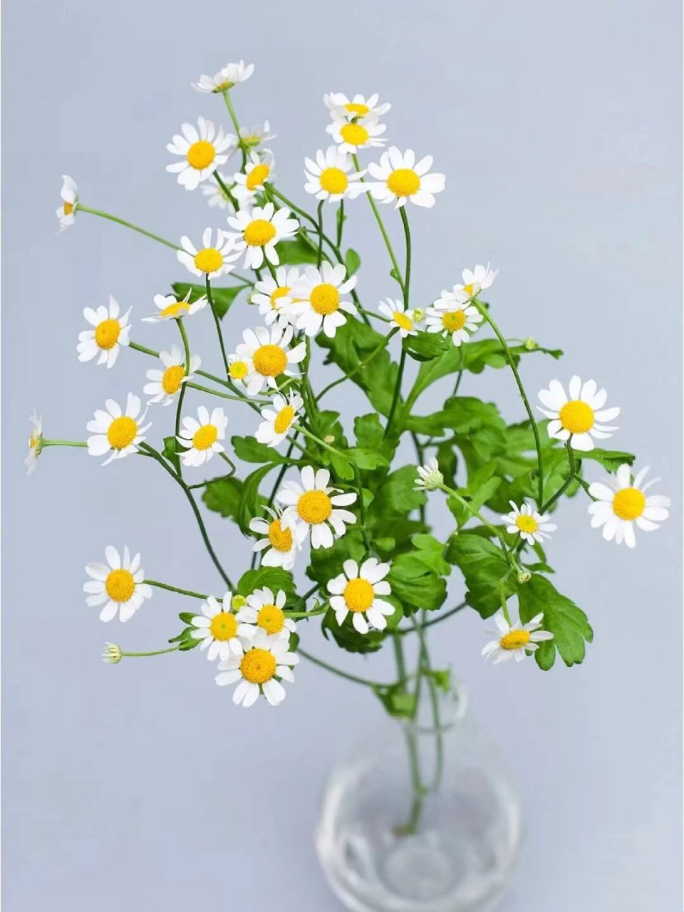 🌼花语: 【1】苦难中的力量:洋甘菊适应能力强,生命力旺盛,即便