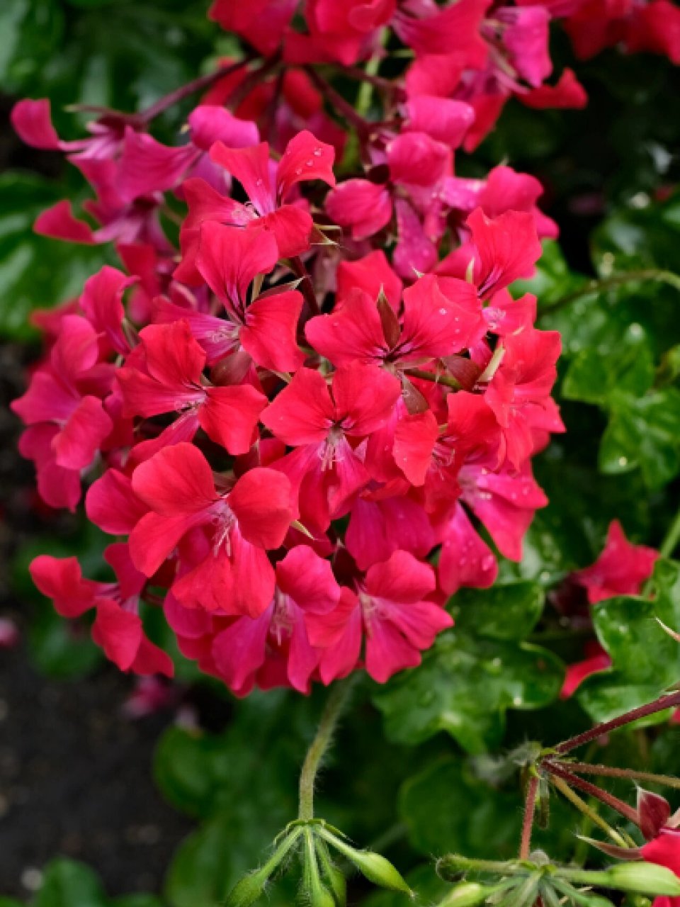 阳台皇后——垂吊天竺葵龙卷风 藤本天竺葵龙卷风,蔓生花枝,特别适合