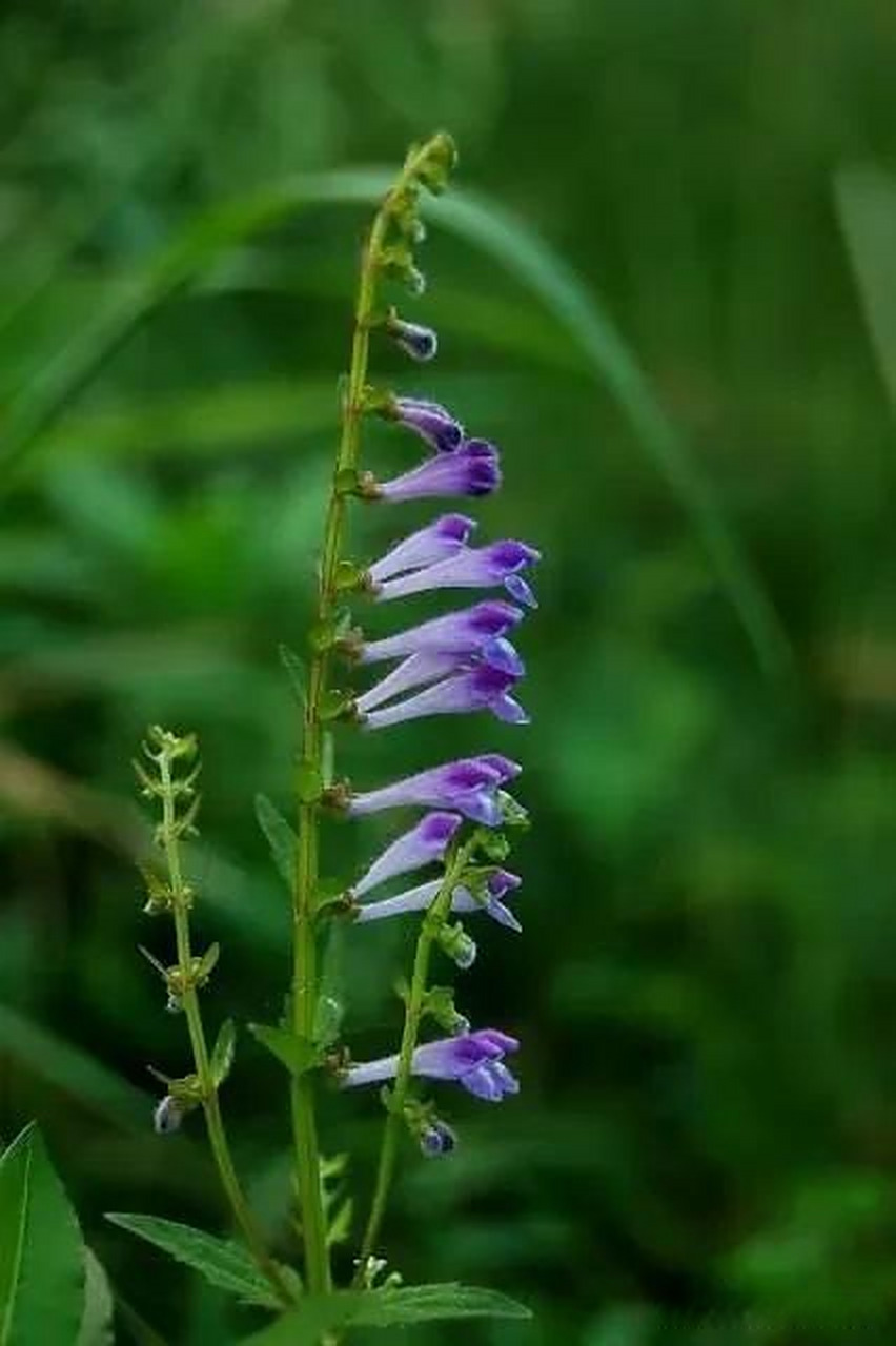 看见一种叫肿瘤之王草药,名叫半枝莲,韩信草;是一种特别的草药!