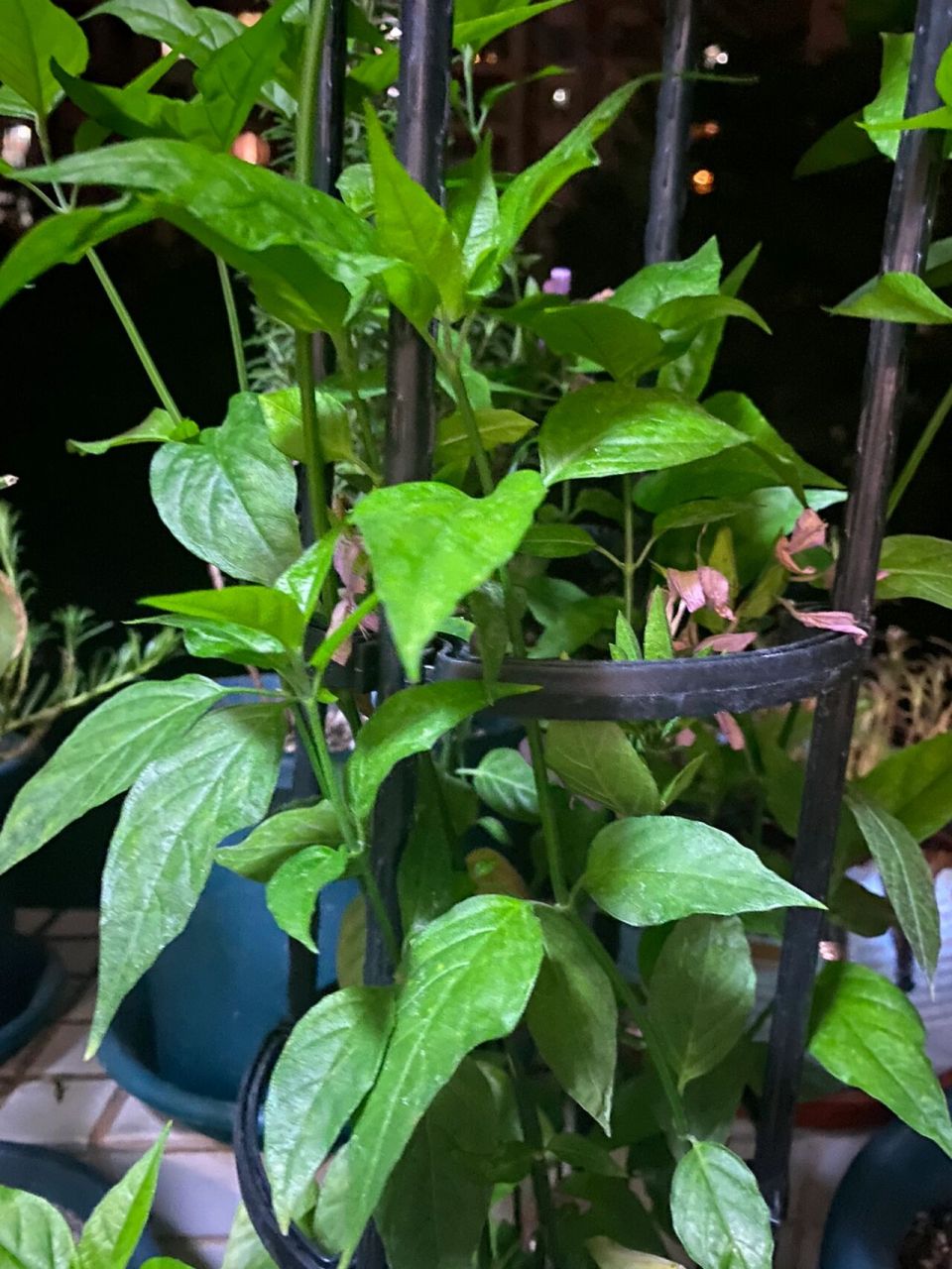 紫蓝草和红蓝草叶子狭长,叶尖尖,狗肝9293