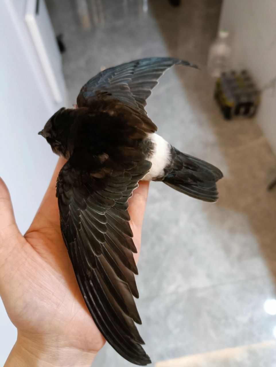 捡到一只小白腰雨燕 散步捡到一只小白腰雨燕,用纸箱和树叶做了一个