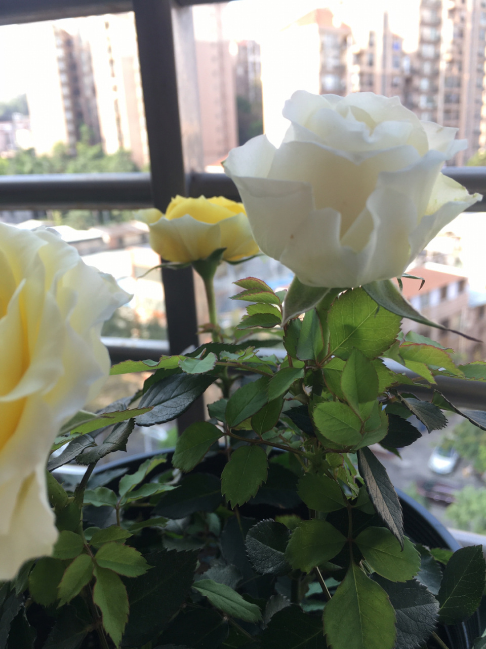 绿美人四朵全开了,花朵好大 绿美人就那么小的苗开的花好大,烈火的就