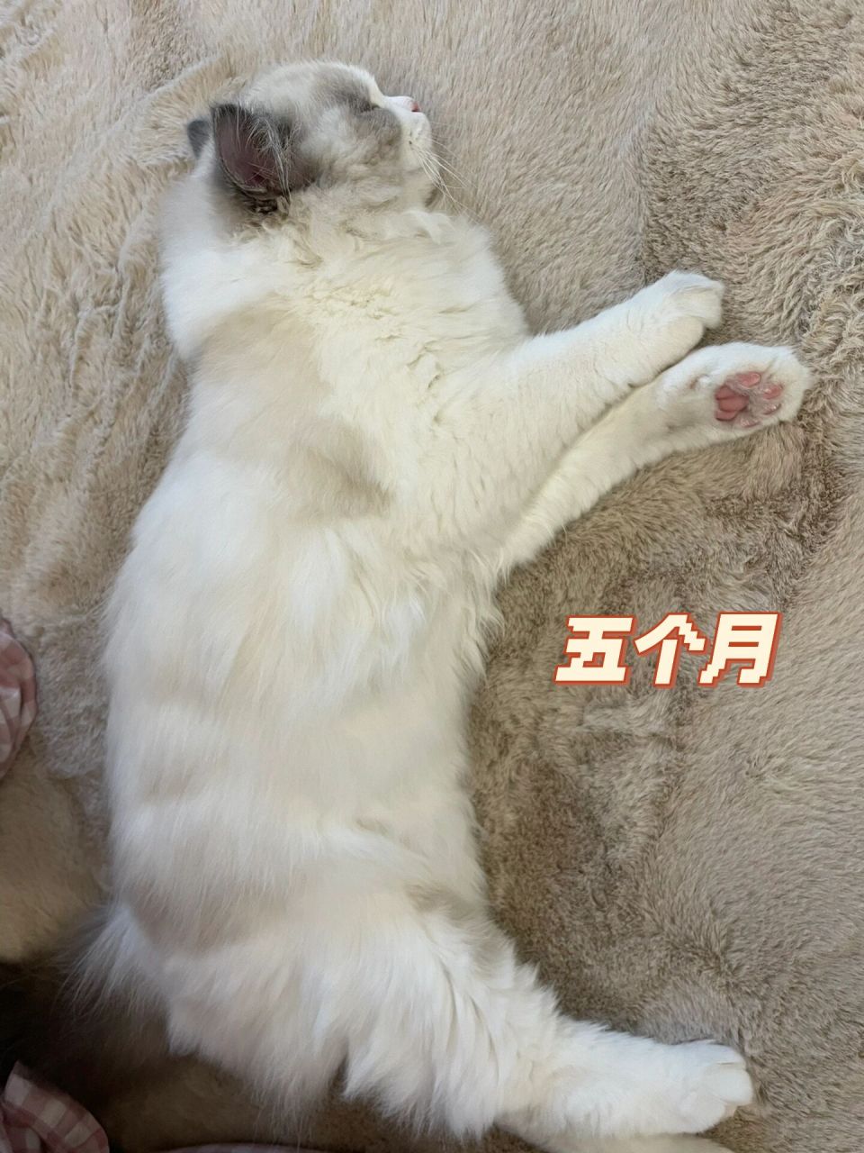 布偶猫的疯狂成长对比 别长太快啦   我的小奶猫长大了 才2个月就可以
