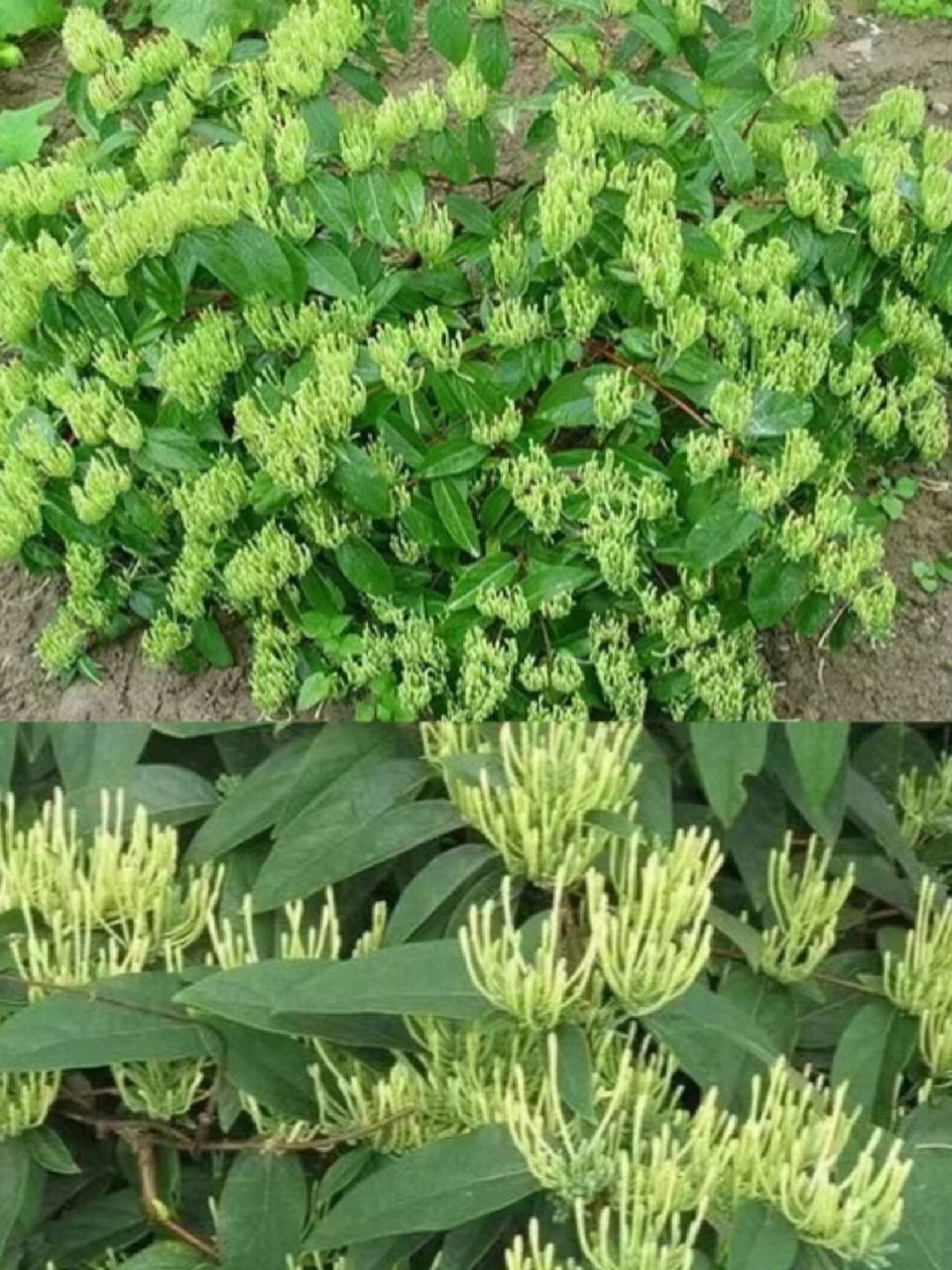 每天认识一种中草药【山银花】🔥 🌴山银花【别名】土忍冬.