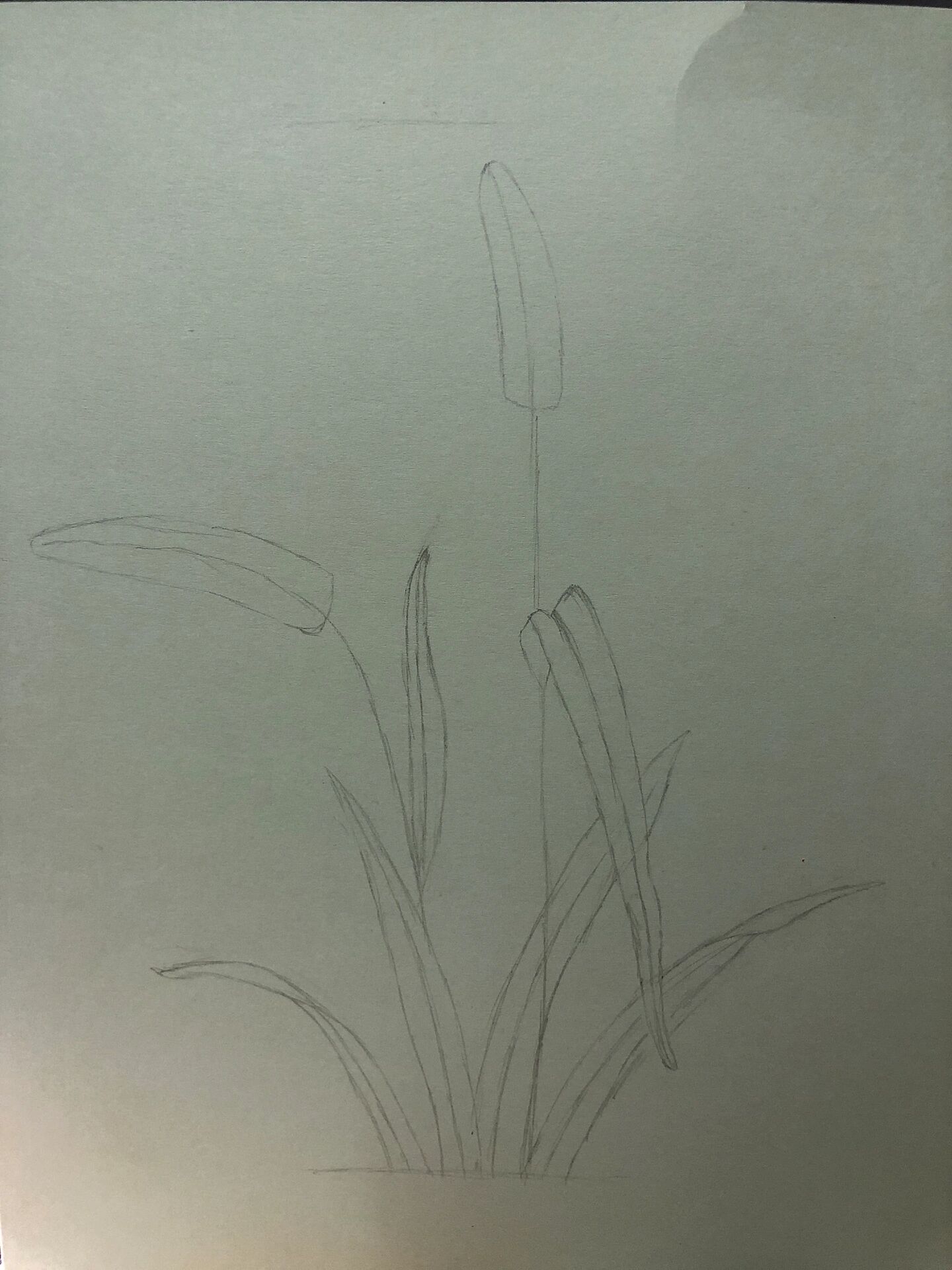 彩铅手绘-狗尾巴草(含详细步骤图