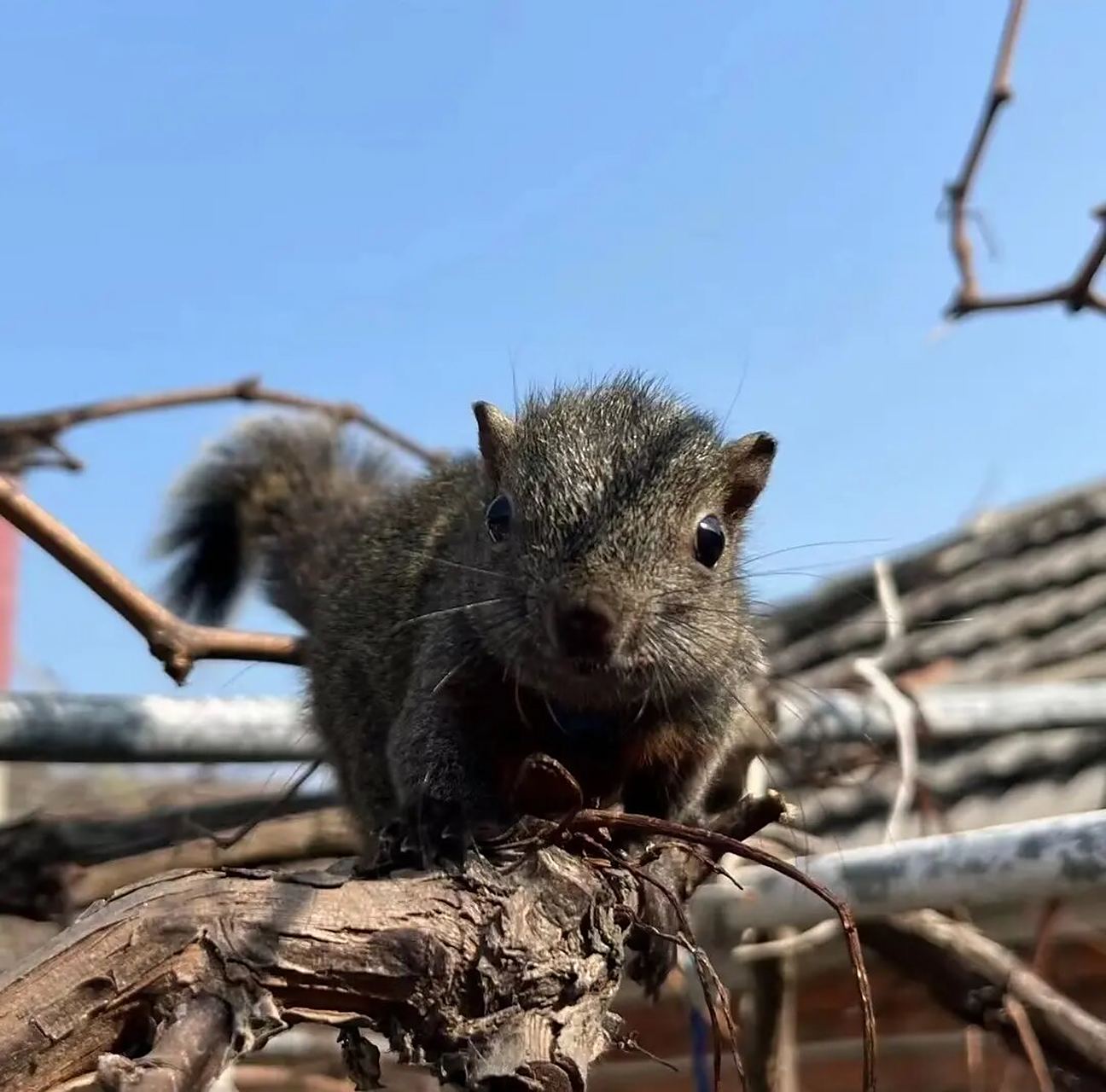 科普,红腹松鼠 红腹松鼠和黄山松鼠同属于"赤腹松鼠",体长17-20cm,吻